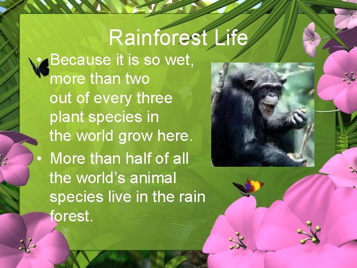 Rainforest Life • Because it is so wet, more than two out of every