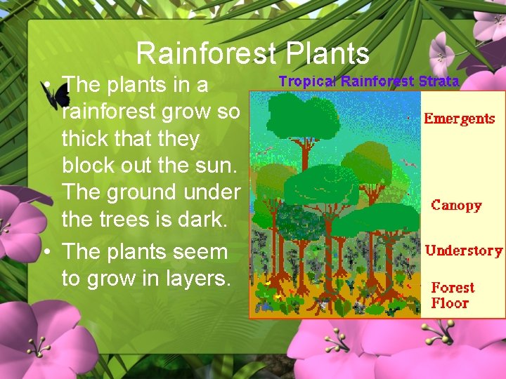 Rainforest Plants • The plants in a rainforest grow so thick that they block