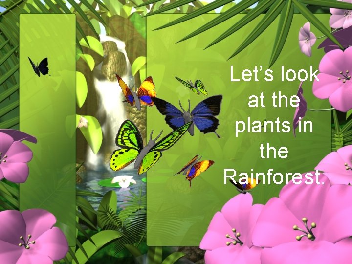Let’s look at the plants in the Rainforest. 