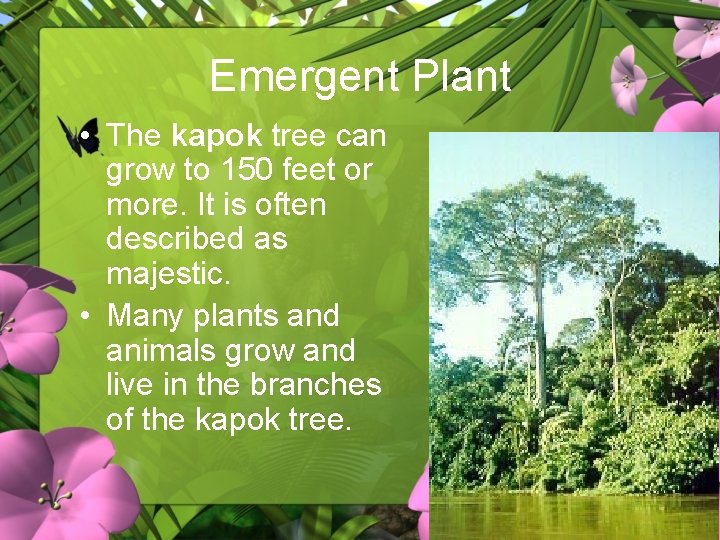 Emergent Plant • The kapok tree can grow to 150 feet or more. It