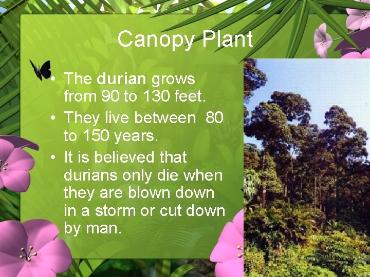 Canopy Plant • The durian grows from 90 to 130 feet. • They live