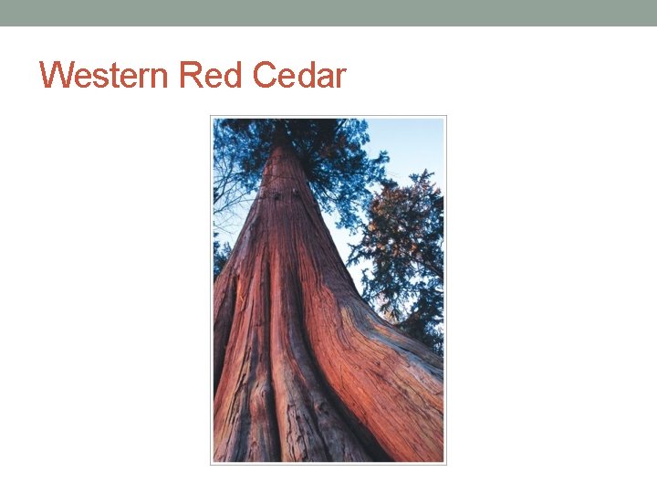 Western Red Cedar 
