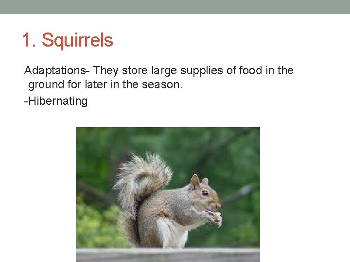 1. Squirrels Adaptations- They store large supplies of food in the ground for later