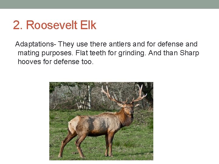 2. Roosevelt Elk Adaptations- They use there antlers and for defense and mating purposes.
