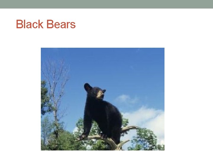 Black Bears 