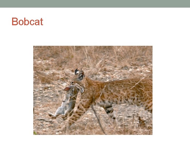 Bobcat 