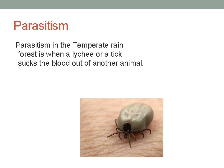 Parasitism in the Temperate rain forest is when a lychee or a tick sucks