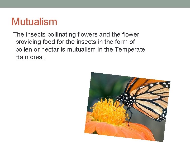 Mutualism The insects pollinating flowers and the flower providing food for the insects in