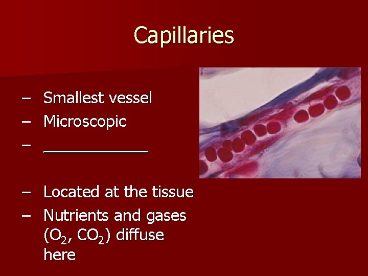 Capillaries – – – Smallest vessel Microscopic _____ – Located at the tissue –