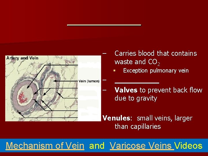 _____ – Carries blood that contains waste and CO 2 § – – Exception