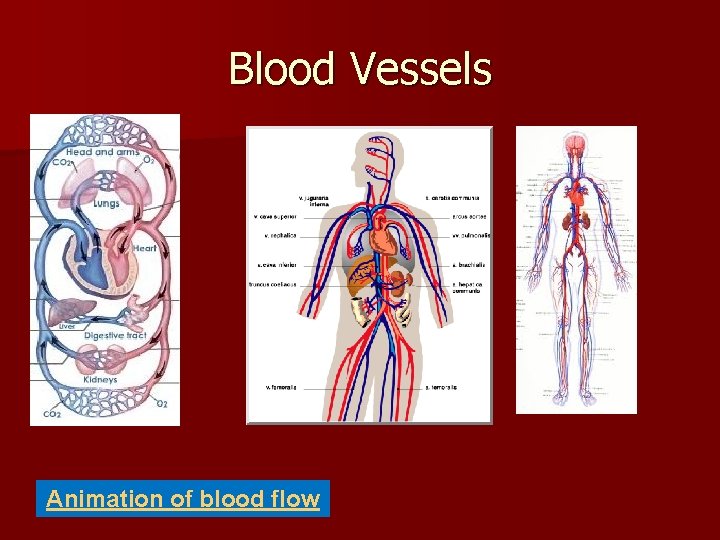 Blood Vessels Animation of blood flow 