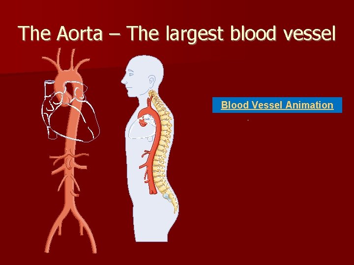 The Aorta – The largest blood vessel Blood Vessel Animation 