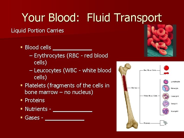 Your Blood: Fluid Transport Liquid Portion Carries § Blood cells _____ – Erythrocytes (RBC