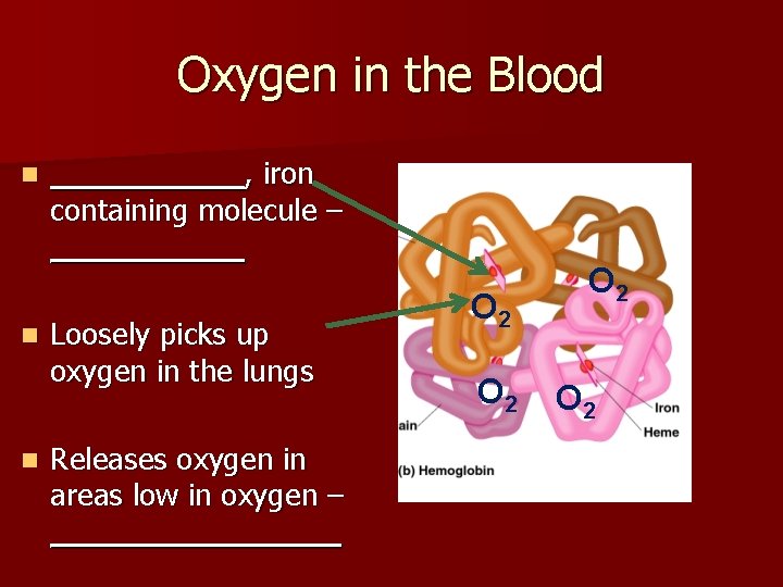 Oxygen in the Blood n n n _____, iron containing molecule – _____ Loosely