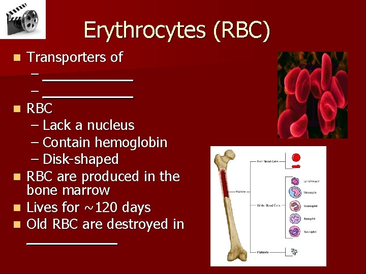 Erythrocytes (RBC) n n n Transporters of – __________ RBC – Lack a nucleus