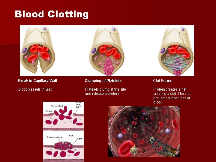 Blood Clotting Break in Capillary Wall Clumping of Platelets Clot Forms Blood vessels injured.