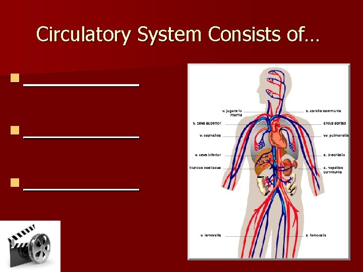 Circulatory System Consists of… n __________ n _____ 