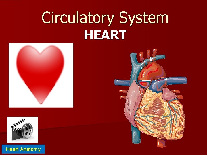 Circulatory System HEART Heart Anatomy 