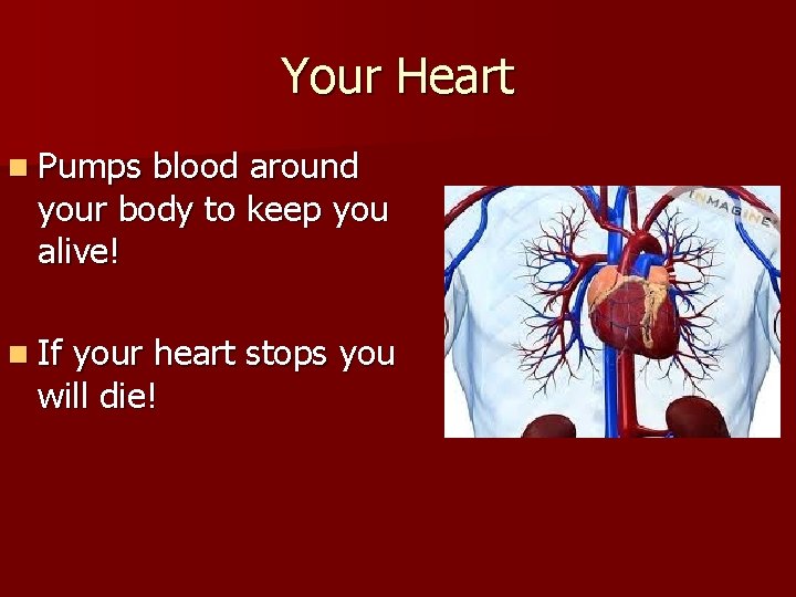 Your Heart n Pumps blood around your body to keep you alive! n If