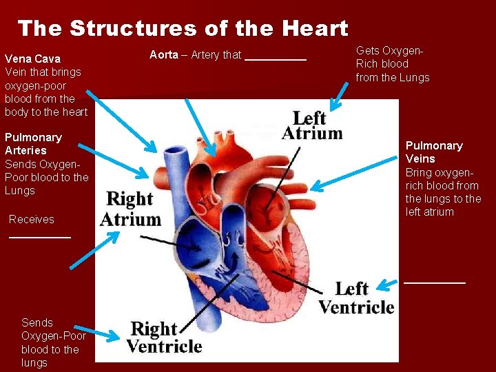 The Structures of the Heart Vena Cava Vein that brings oxygen-poor blood from the