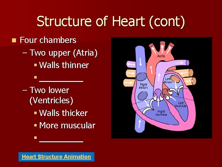 Structure of Heart (cont) n Four chambers – Two upper (Atria) § Walls thinner