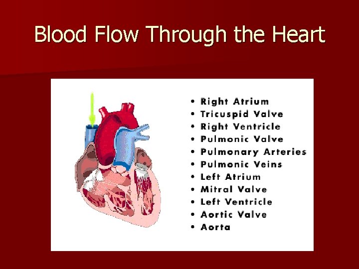 Blood Flow Through the Heart 