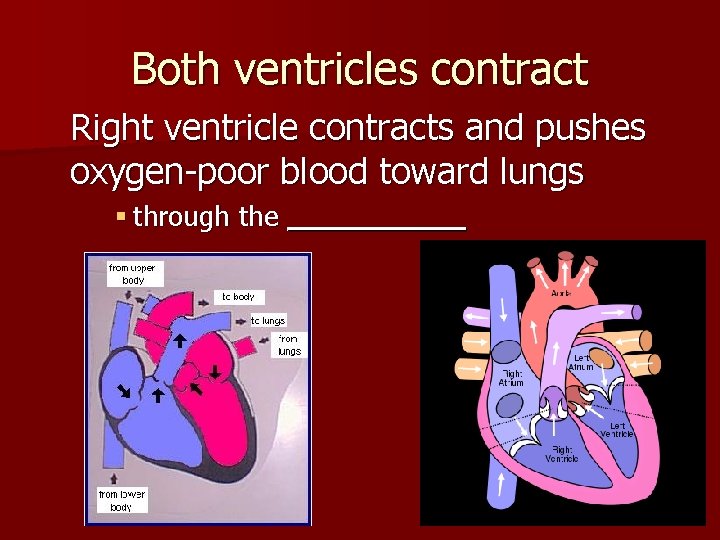 Both ventricles contract Right ventricle contracts and pushes oxygen-poor blood toward lungs § through