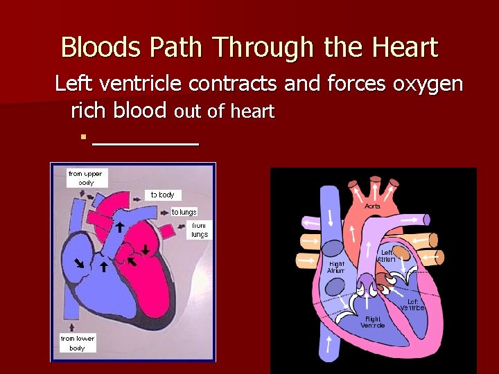 Bloods Path Through the Heart Left ventricle contracts and forces oxygen rich blood out