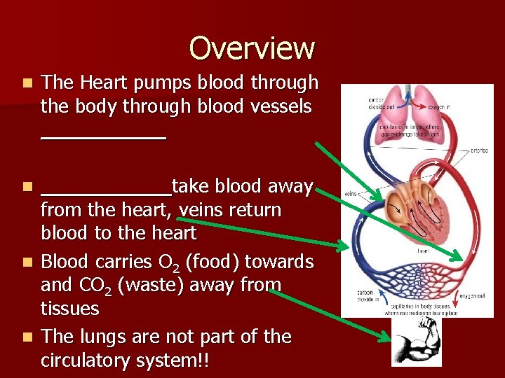 Overview n The Heart pumps blood through the body through blood vessels __________ take