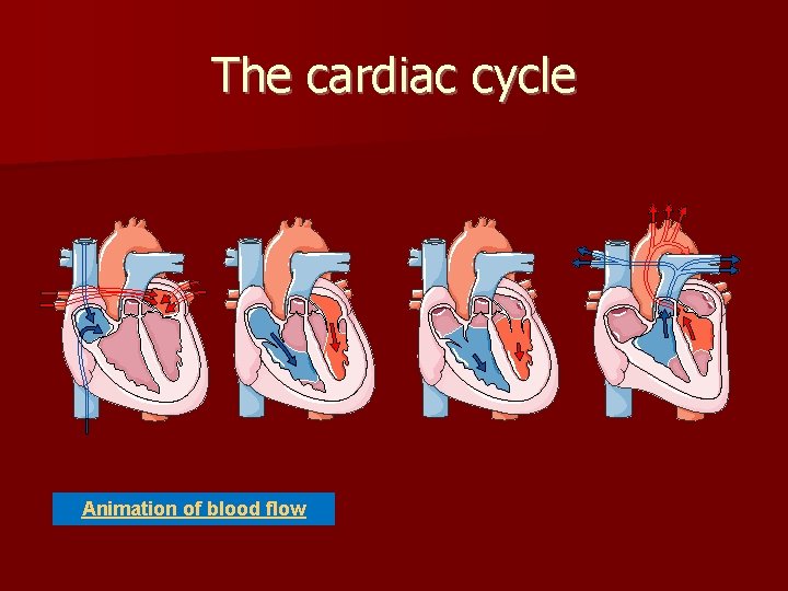 The cardiac cycle Animation of blood flow 