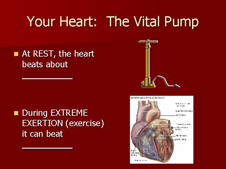 Your Heart: The Vital Pump n At REST, the heart beats about _____ n