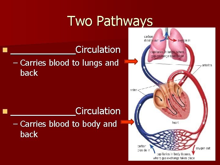 Two Pathways n _____ Circulation – Carries blood to lungs and back n _____