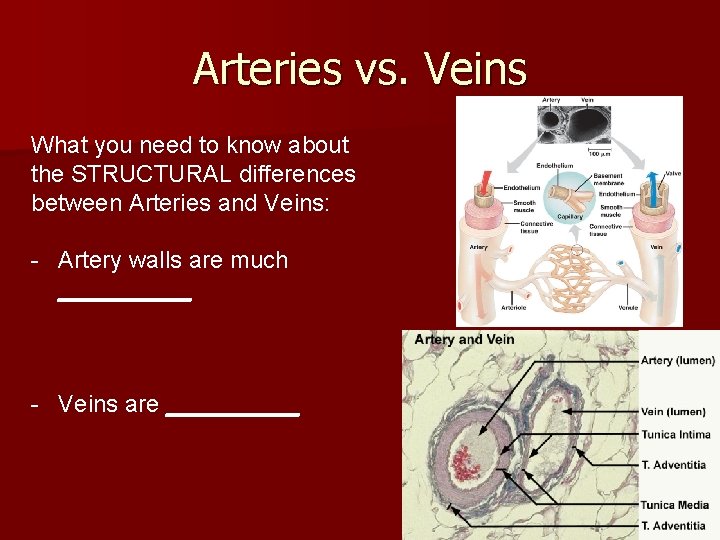 Arteries vs. Veins What you need to know about the STRUCTURAL differences between Arteries