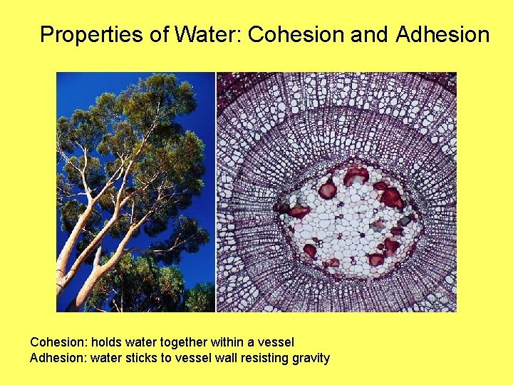 Properties of Water: Cohesion and Adhesion Cohesion: holds water together within a vessel Adhesion: