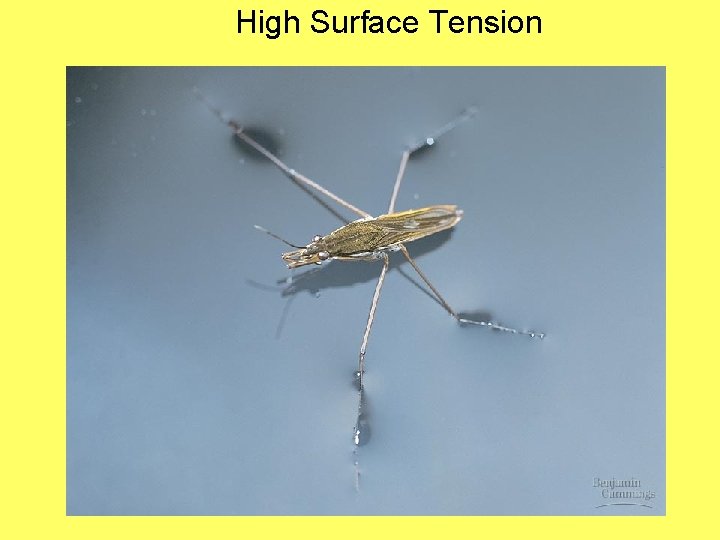 High Surface Tension 