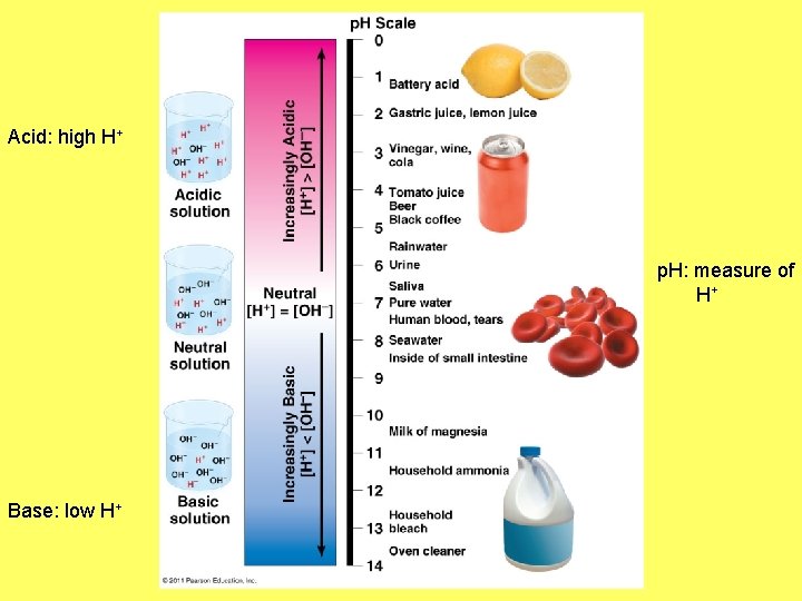 Acids, Bases and Buffers Acid: high H+ p. H: measure of H+ Base: low