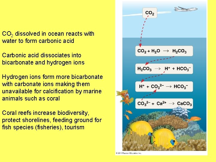 CO 2 dissolved in ocean reacts with water to form carbonic acid Carbonic acid
