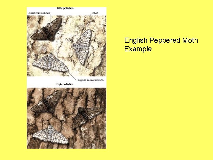 English Peppered Moth Example 