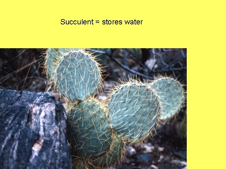 Succulent = stores water 