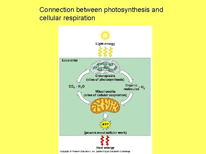 Connection between photosynthesis and cellular respiration 