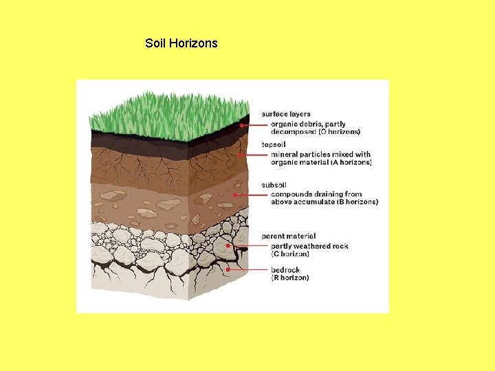 Soil Horizons 