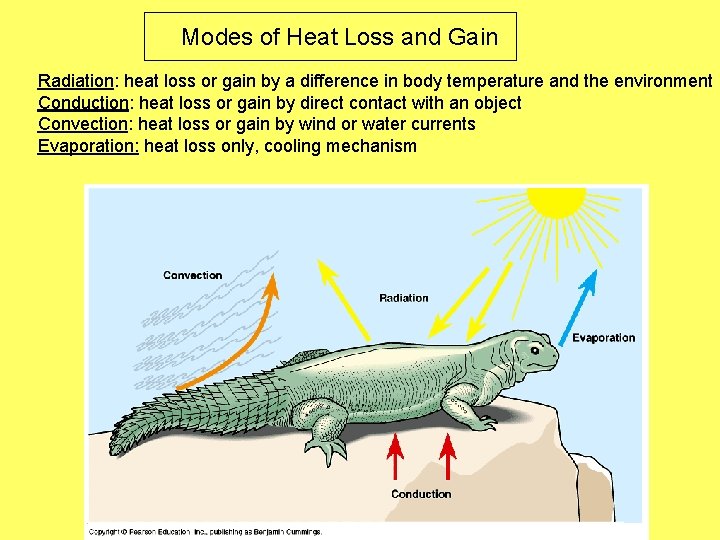 Modes of Heat Loss and Gain Radiation: heat loss or gain by a difference