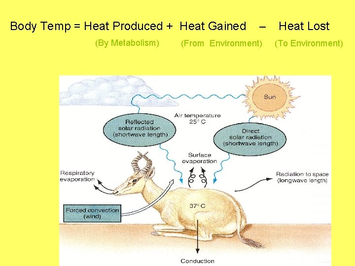 Body Temp = Heat Produced + Heat Gained (By Metabolism) – (From Environment) Heat