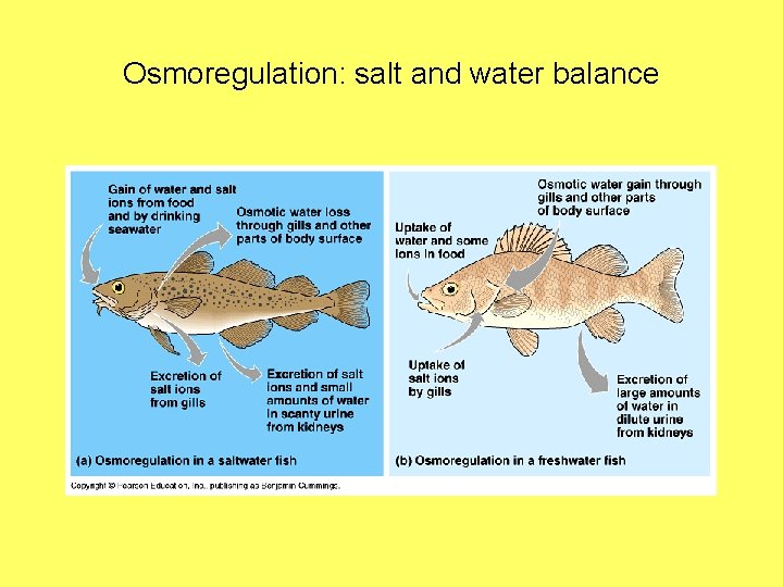 Osmoregulation: salt and water balance 