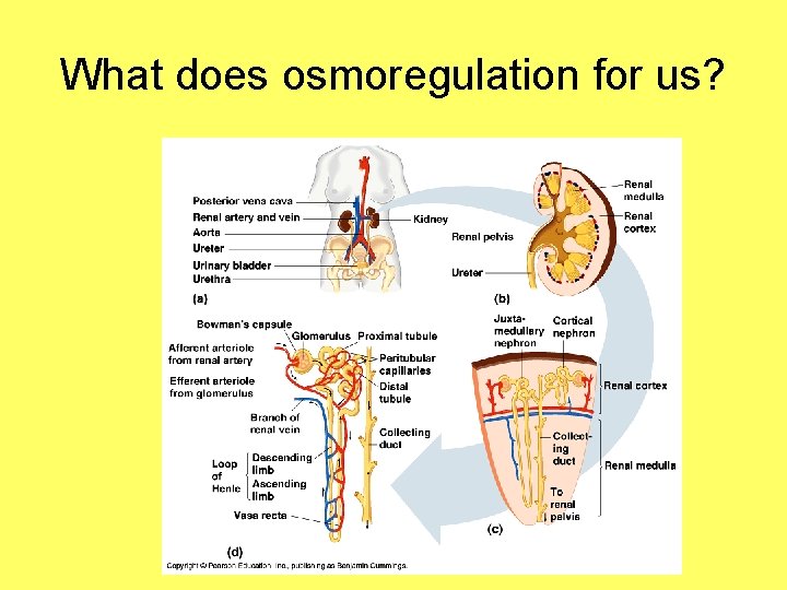 What does osmoregulation for us? 