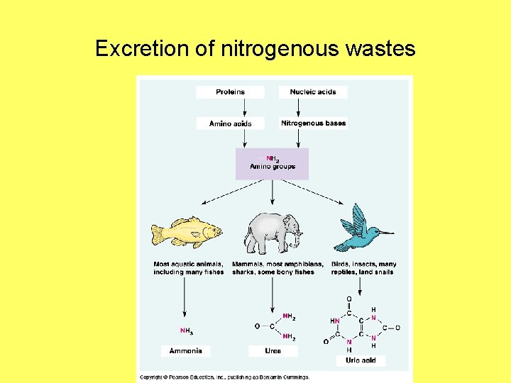 Excretion of nitrogenous wastes 