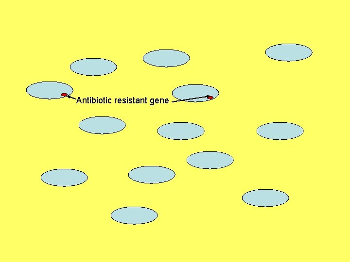 Antibiotic resistant gene 