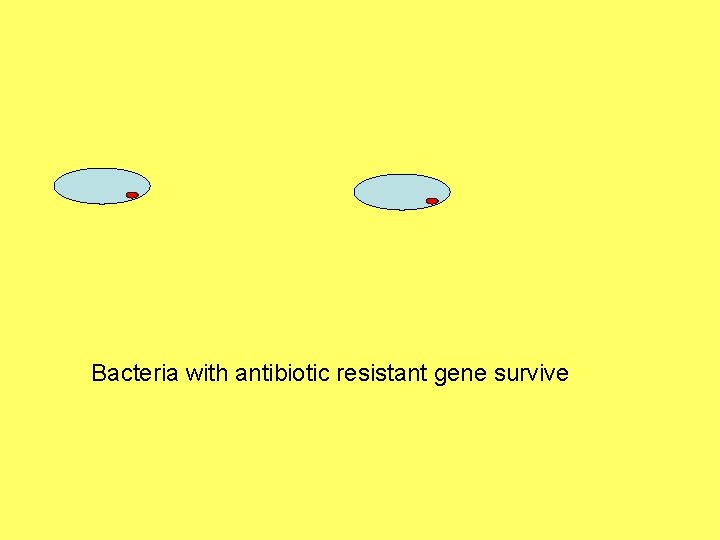 Bacteria with antibiotic resistant gene survive 