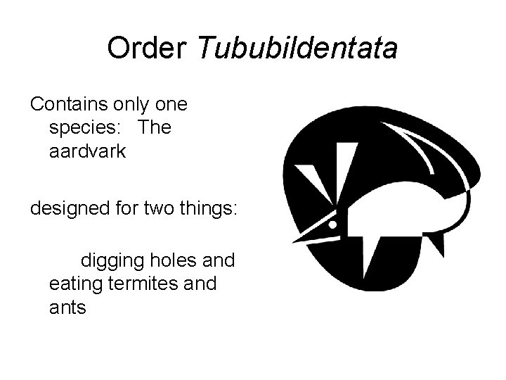 Order Tububildentata Contains only one species: The aardvark designed for two things: digging holes