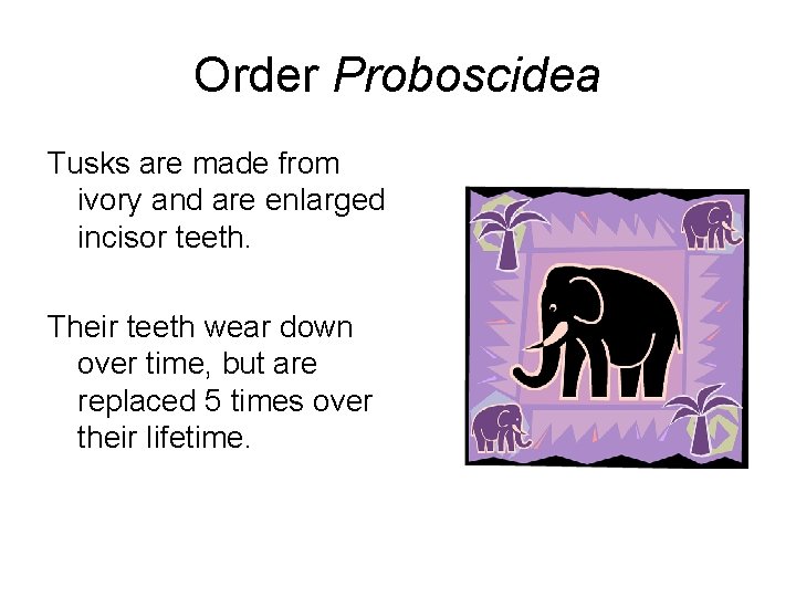 Order Proboscidea Tusks are made from ivory and are enlarged incisor teeth. Their teeth